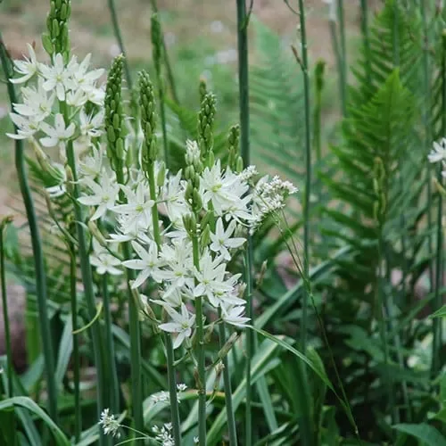 Camassia Leichtlinii Alba