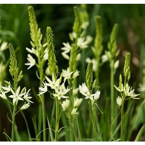 Camassia Leichtlinii Sacajawea