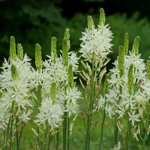 Camassia Leichtlinii Ssp Leichtlinii White