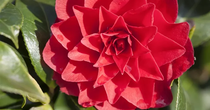 Camellia japonica ‚Black Lace‘