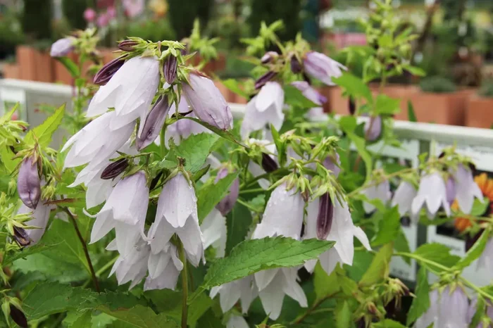 Campanula ‚Iridescent Bells‘ ® (Glockenblume)