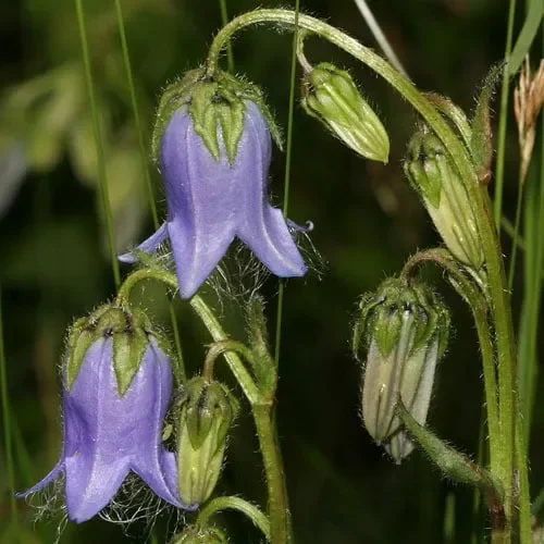 Campanula Barbata