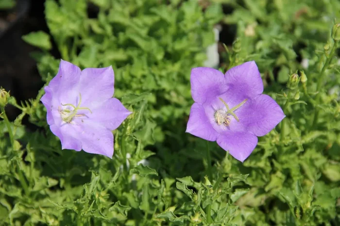 Campanula carpatica ‚Blaue Clips‘ (Niedrige Garten Glockenblume)