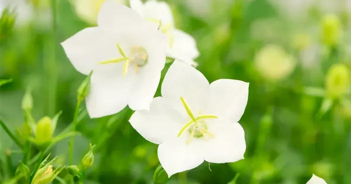 Campanula carpatica ‚Pearl White‘