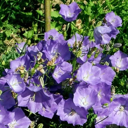 Campanula Carpatica