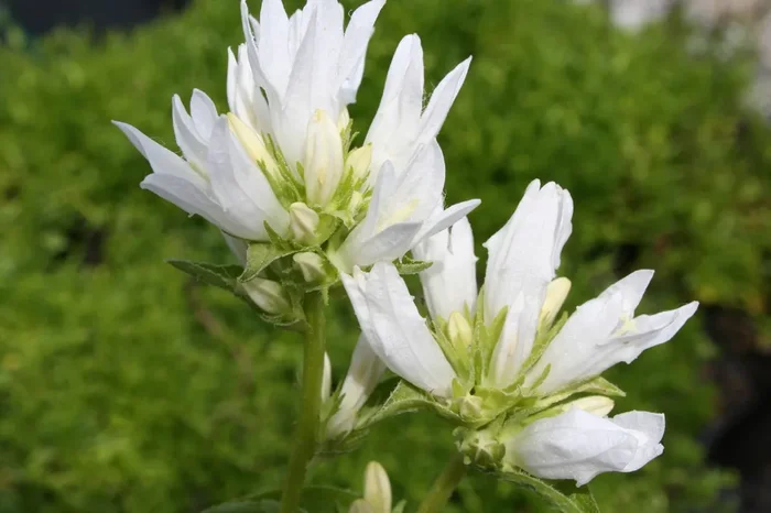 Campanula glomerata ‚Alba‘ (Knäuel-Glockenblume)