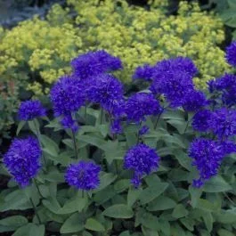 Campanula glomerata ‚Superba‘ 9cm