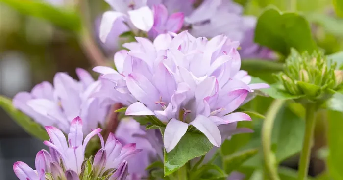 Campanula glomerata caroline