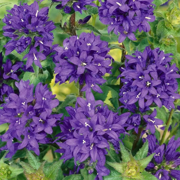 Campanula glomerata