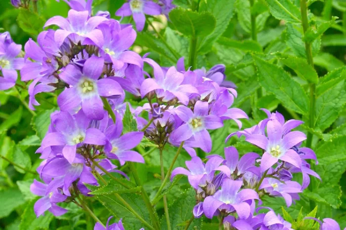 Campanula lactiflora ‚Border Blues‘ (Dolden-Glockenblume)