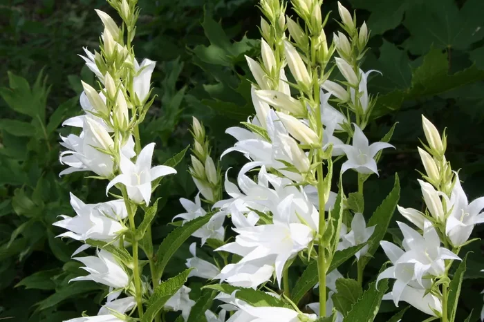 Campanula latifolia var.macrantha ‚Alba‘ (Wald-Glockenblume)