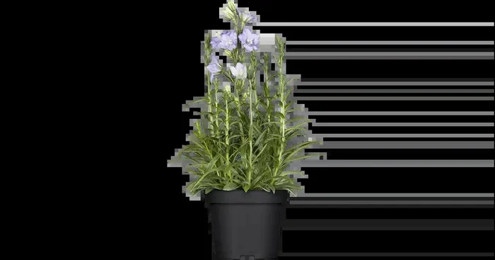 Campanula persicifolia ‚Takion Blue‘ ®