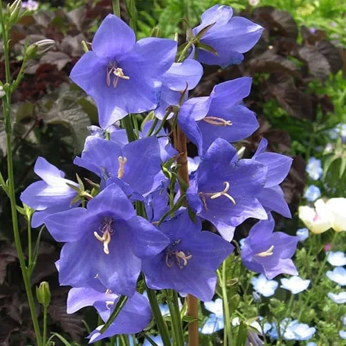 Campanula Persicifolia ‚Telham Beauty‘