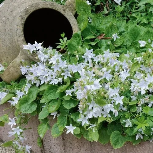 Campanula Poscharskyana Var. Lanata