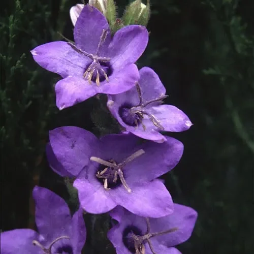 Campanula Primulifolia