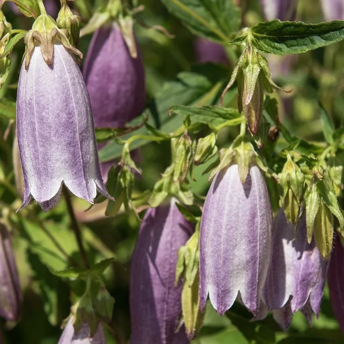 Campanula punctata