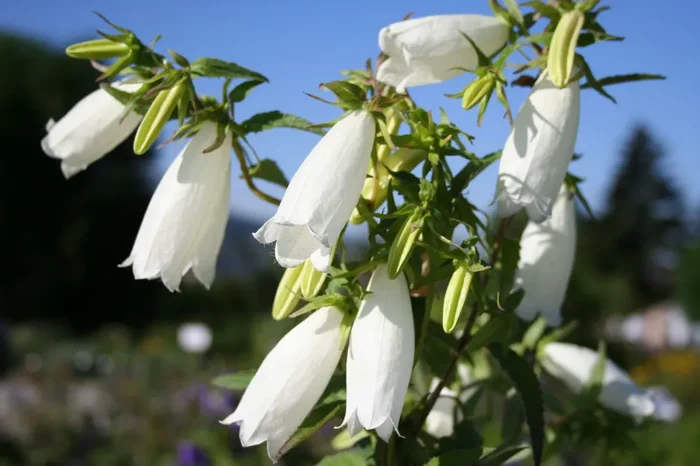 Campanula punctata (Japan-Glockenblume)