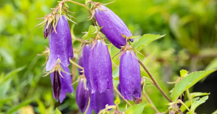 Campanula punctata sarastro