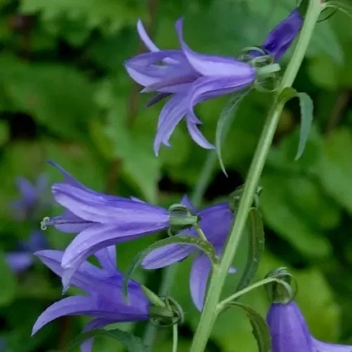 Campanula Rapunculus