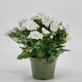Campanula White Like Mee
