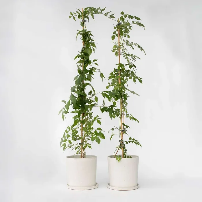 Campsis ‚Flava‘ XL - Set of 2