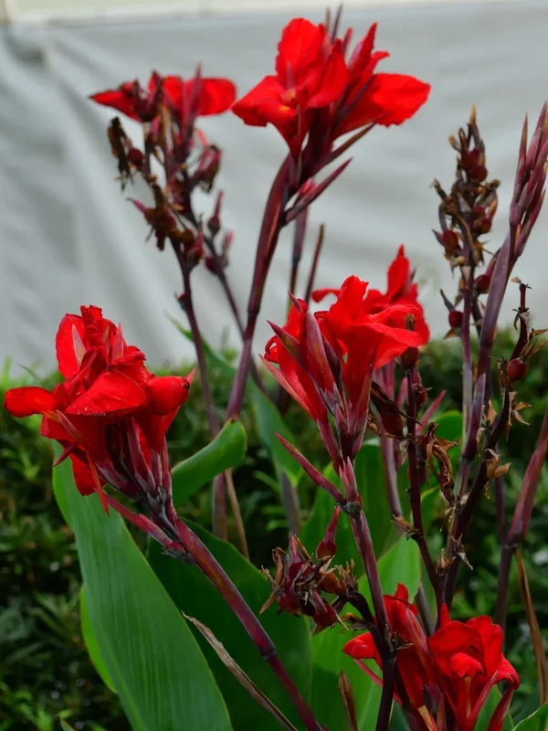 Canna indica – Indisches Blumenrohr