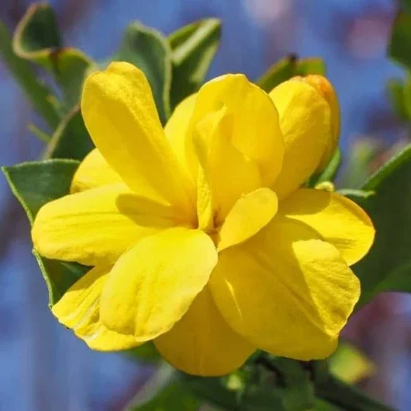 Cape Jasmine Perfuming Flower Plant Yellow