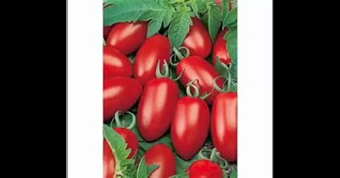 Caprese F1