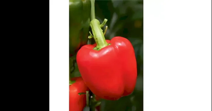 Capsicum annuum Paprika Beluga® Red (Bontempi) F1