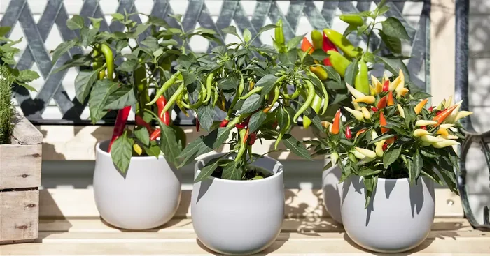 Capsicum annuum (Zierpaprika)