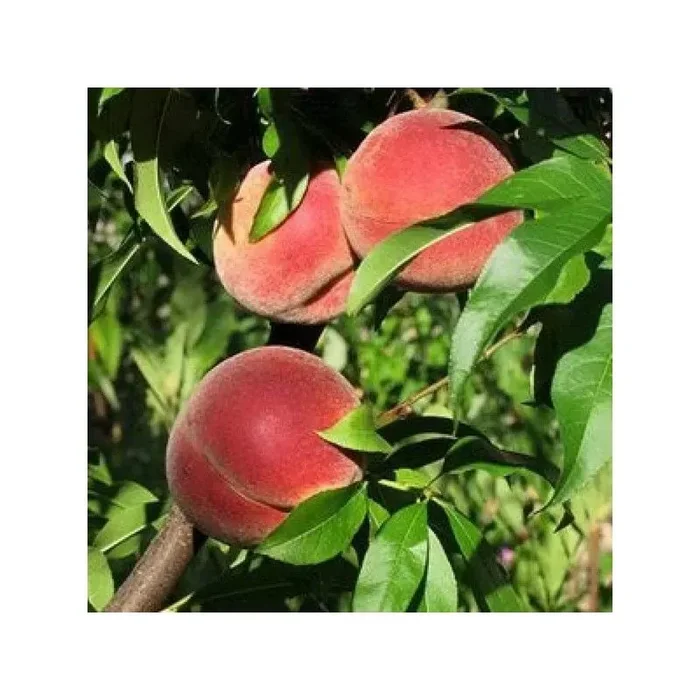 Cardinal peach rustic fruit tree 150 cm pot 20