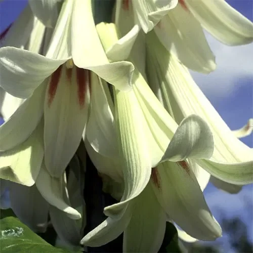 Cardiocrinum Giganteum