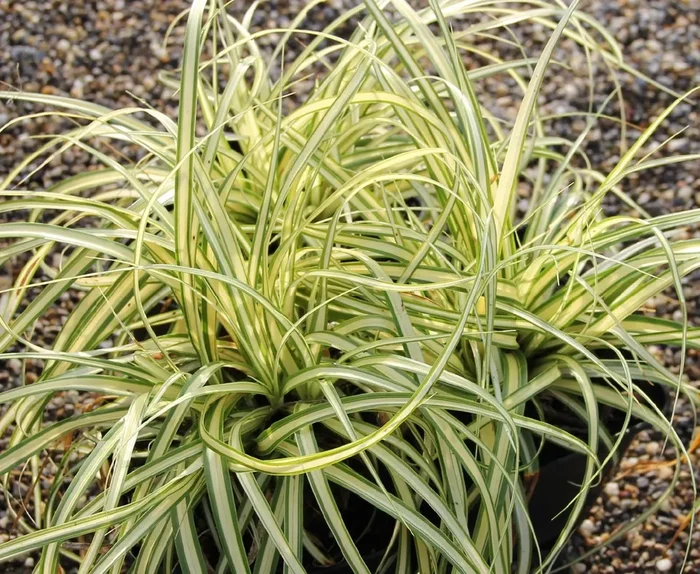 Carex hachijoensis ‚Evergold‘ (Oshima-Segge)