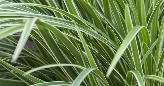 Carex morrowii ‚Ice Dance‘