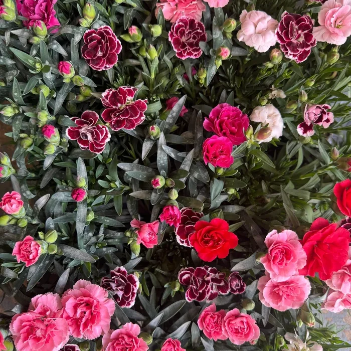 Carnation | Patio Plant Bundle