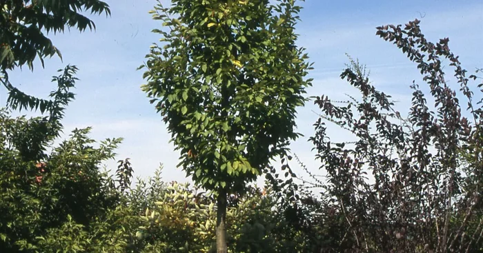 Carpinus betulus ‚Fastigiata‘