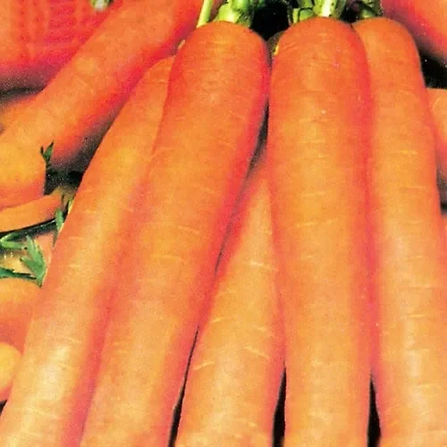 Carrot Early Nantes