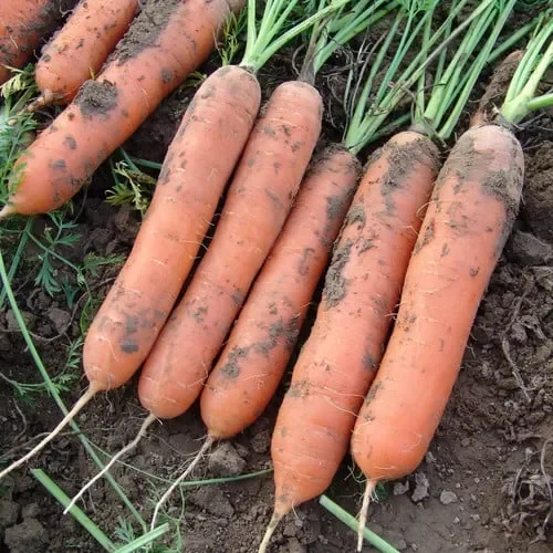 Carrot Marion F1