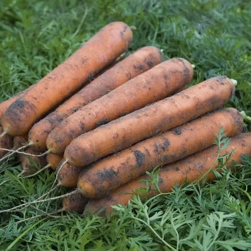 Carrot Nominator F1