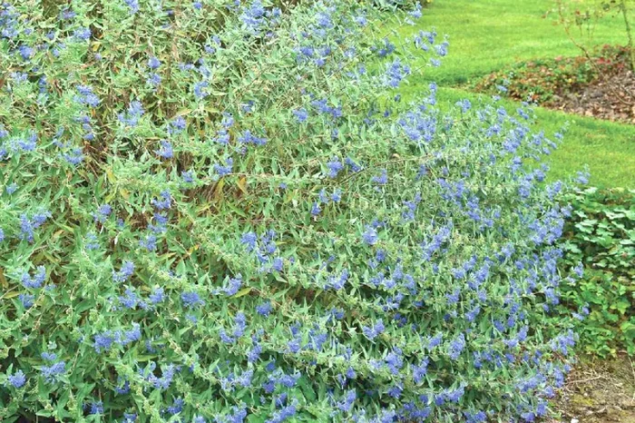 Caryopteris clandonensis ‚Heavenly Blue‘ (Bartblume)