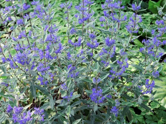 Caryopteris x clandonensis ‚Dark Knight‘ (Bartblume)
