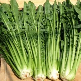 Catalogna del Veneto (Aurelia TT) – Catalogna