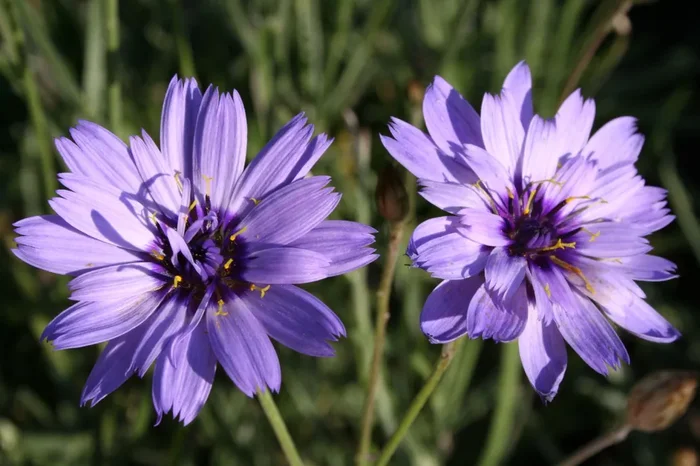 Catananche caerulea (Blaublühende Rasselblume)