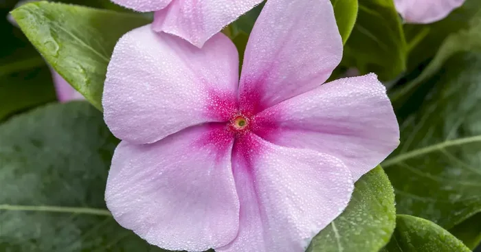 Catharanthus roseus