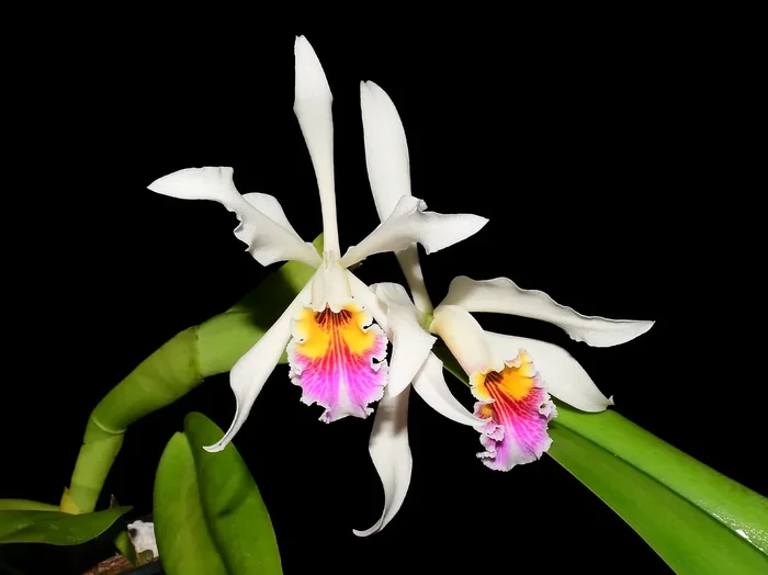Cattleya Arcadio Arosemena