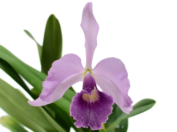 Cattleya Canhamiana coerulea ‚Azure Sky‘