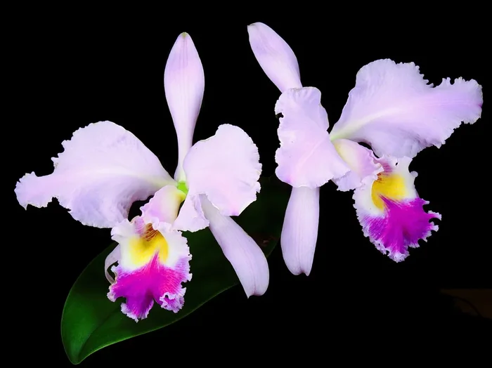 Cattleya gaskelliana