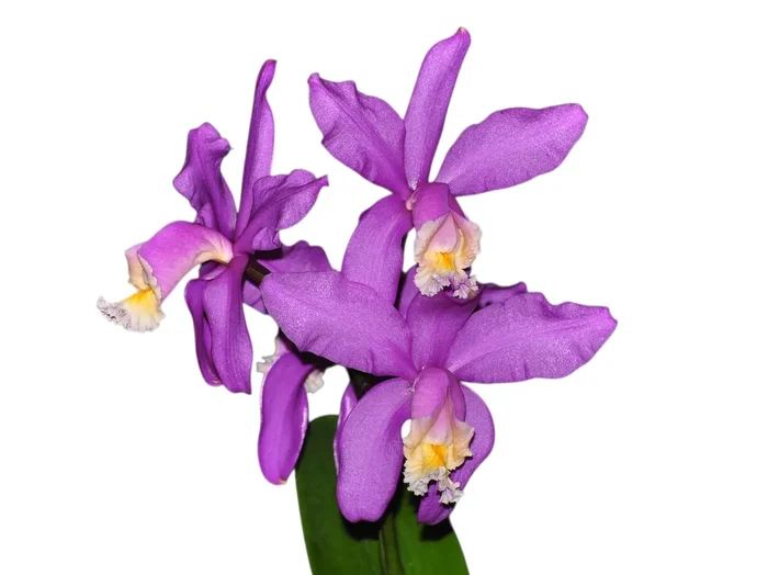 Cattleya harrisoniana (5 cm Topf)