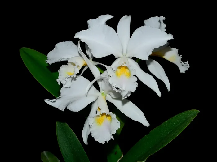 Cattleya labiata ‚amesiana‘