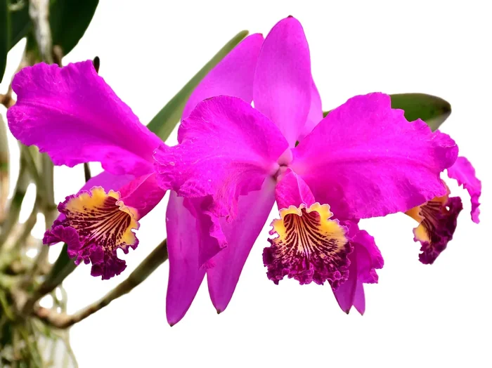 Cattleya lueddemanniana (5 cm Topf)